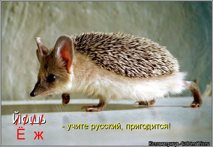 Йошь / / / / Ё ж - учите русский, пригодится!... Котоматрица: Йошь / / / / Ё ж - учите русский, пригодится!
