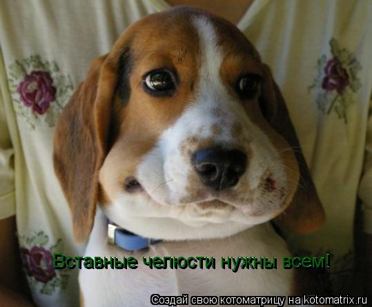 Вставные челюсти нужны всем! Вставные челюсти нужны всем! Вставные челюсти нужны всем!... Котоматрица: Вставные челюсти нужны всем! Вставные челюсти нужны всем! Вставные челюсти нужны всем!