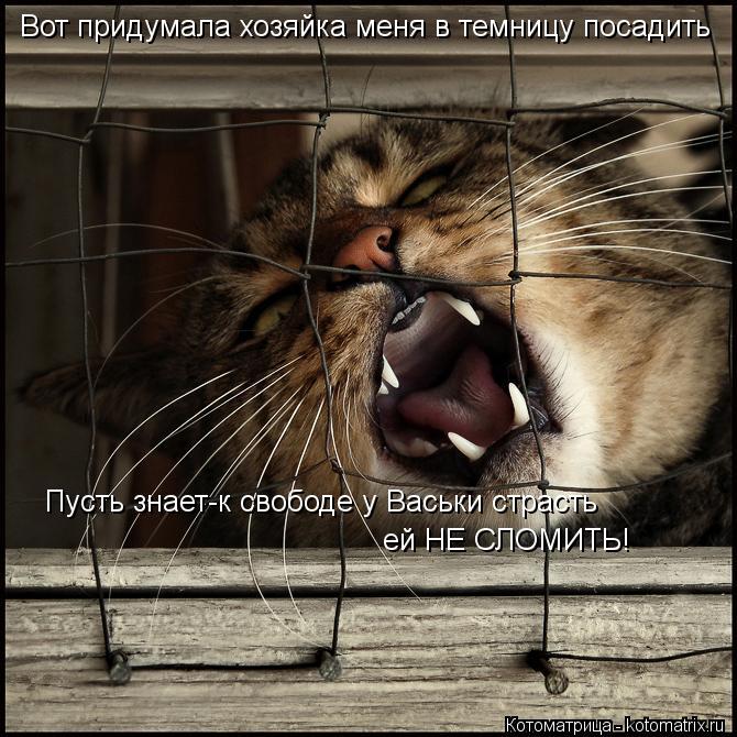 Пусть знает-к свободе у Васьки страсть ей НЕ СЛОМИТЬ! Вот придумала хозяйка меня в темницу посадить... Котоматрица: Пусть знает-к свободе у Васьки страсть ей НЕ СЛОМИТЬ! Вот придумала хозяйка меня в темницу посадить