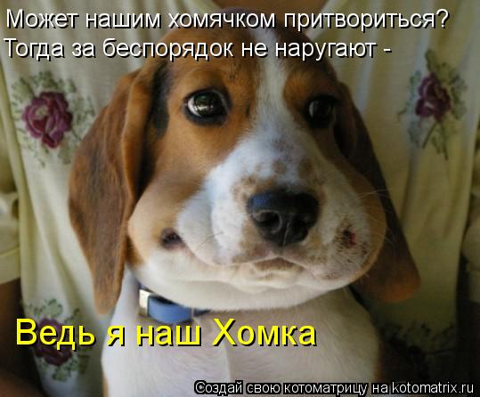 Может нашим хомячком притвориться? Тогда за беспорядок не наругают - Ведь я наш Хомка... Котоматрица: Может нашим хомячком притвориться? Тогда за беспорядок не наругают - Ведь я наш Хомка