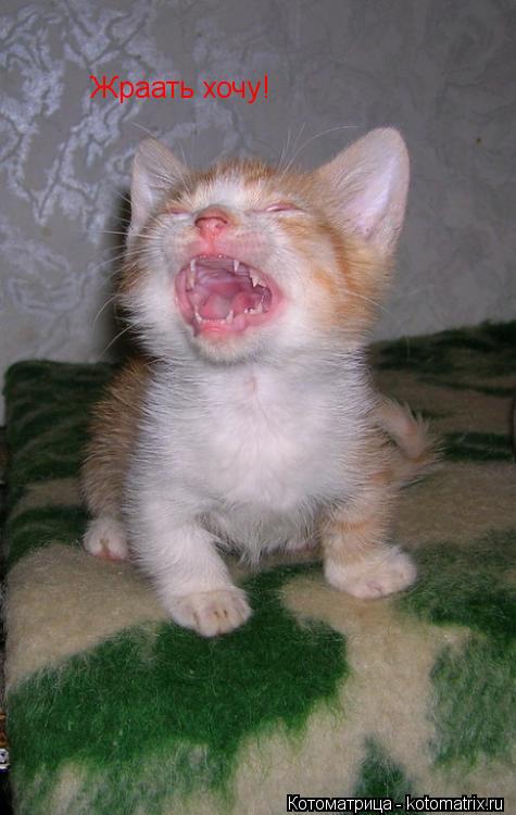 Жраать хочу!... Котоматрица: Жраать хочу!