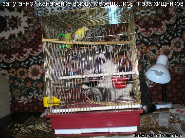 запуганной канарейке всюду мерещились глаза хищников... Котоматрица: запуганной канарейке всюду мерещились глаза хищников