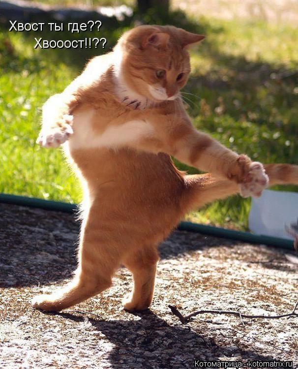 Хвост ты где?? Хвооост!!??... Котоматрица: Хвост ты где?? Хвооост!!??