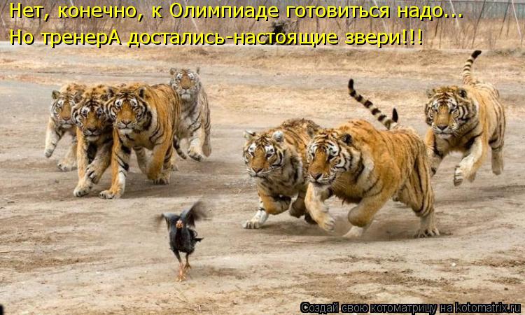 Нет, конечно, к Олимпиаде готовиться надо... Но тренерА достались-настоящие звери!!!... Котоматрица: Нет, конечно, к Олимпиаде готовиться надо... Но тренерА достались-настоящие звери!!!