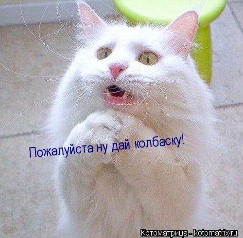 Пожалуйста ну дай колбаску!... Котоматрица: Пожалуйста ну дай колбаску!