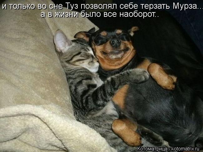 и только во сне Туз позволял себе терзать Мурза... а в жизни было все наоборот..... Котоматрица: и только во сне Туз позволял себе терзать Мурза... а в жизни было все наоборот..