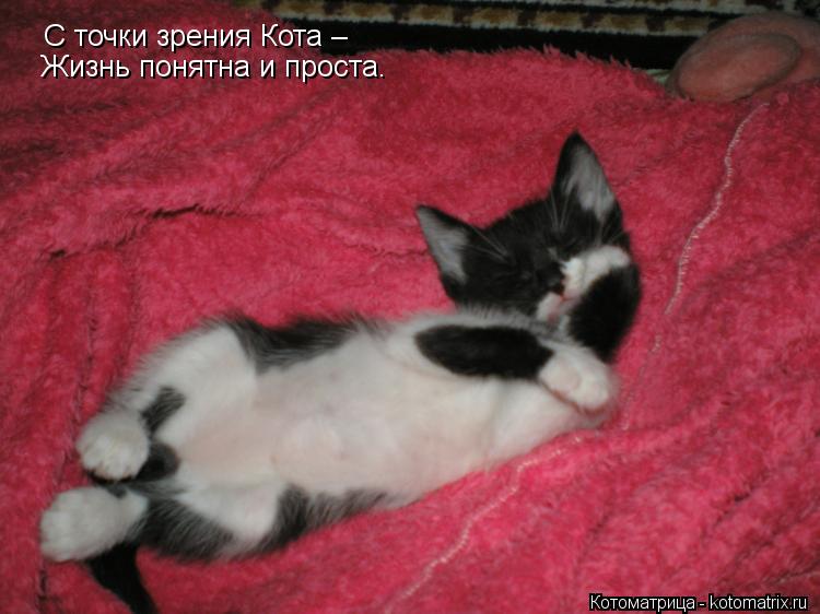 С точки зрения Кота – Жизнь понятна и проста.... Котоматрица: С точки зрения Кота – Жизнь понятна и проста.