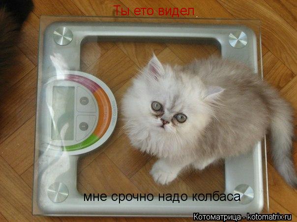 Ты ето видел мне срочно надо колбаса... Котоматрица: Ты ето видел мне срочно надо колбаса