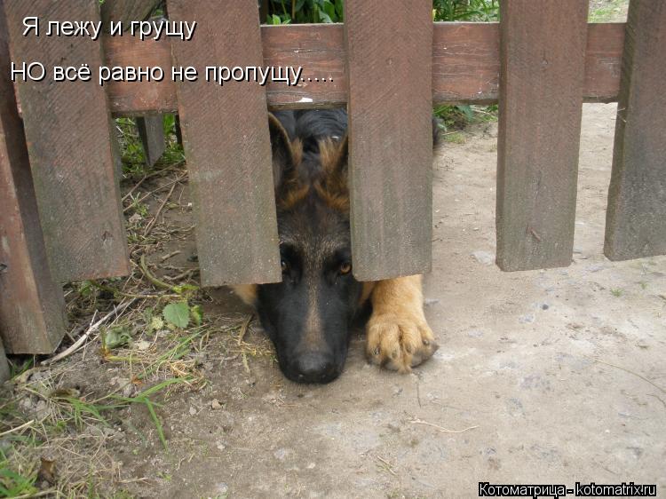Я лежу и грущу НО всё равно не пропущу........ Котоматрица: Я лежу и грущу НО всё равно не пропущу.....