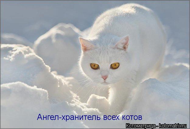 Ангел-хранитель всех котов... Котоматрица: Ангел-хранитель всех котов