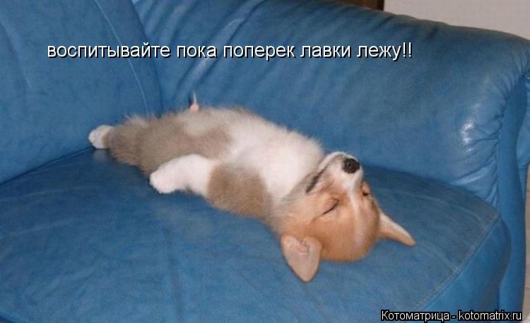 воспитывайте пока поперек лавки лежу!!... Котоматрица: воспитывайте пока поперек лавки лежу!!