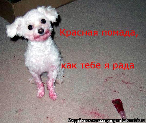 Красная помада, как тебе я рада... Котоматрица: Красная помада, как тебе я рада