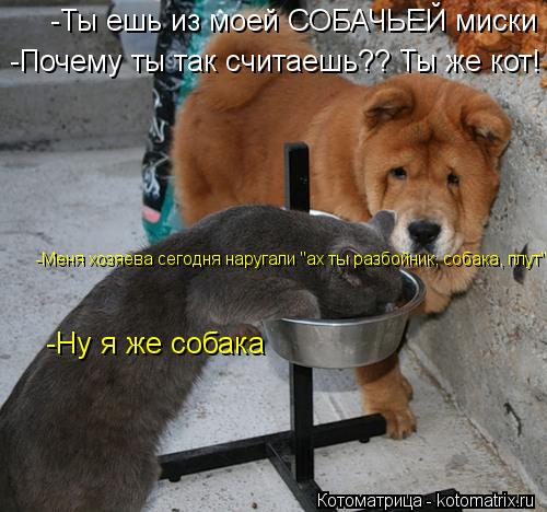 -Ты ешь из моей СОБАЧЬЕЙ миски -Ну я же собака -Почему ты так считаешь?? Ты же кот! -Меня хозяева сег... Котоматрица: -Ты ешь из моей СОБАЧЬЕЙ миски -Ну я же собака -Почему ты так считаешь?? Ты же кот! -Меня хозяева сегодня наругали "ах ты разбойник, собака, плут