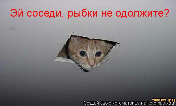 Эй соседи, рыбки не одолжите?... Котоматрица: Эй соседи, рыбки не одолжите?