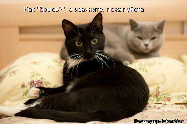 Как "брысь?", а извините, пожалуйста...... Котоматрица: Как "брысь?", а извините, пожалуйста...