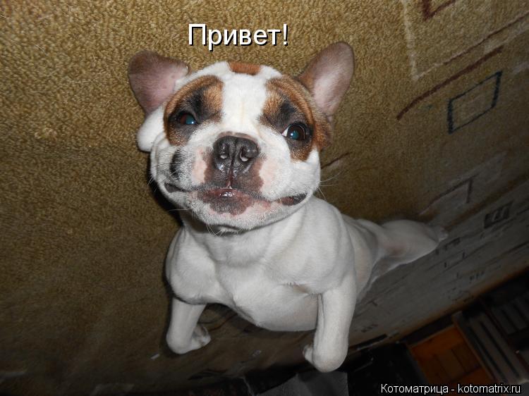 Привет!... Котоматрица: Привет!