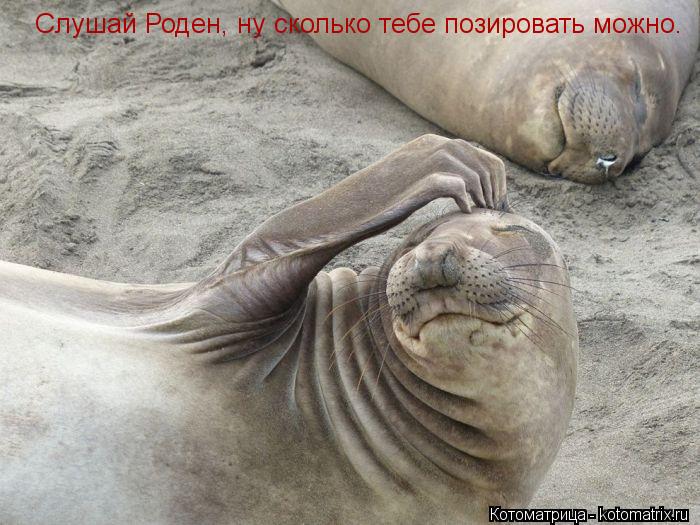 Слушай Роден, ну сколько тебе позировать можно.... Котоматрица: Слушай Роден, ну сколько тебе позировать можно.