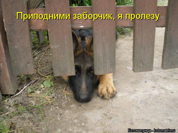 Приподними заборчик, я пролезу... Котоматрица: Приподними заборчик, я пролезу