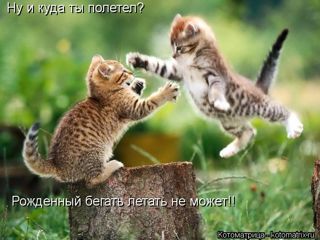 Ну и куда ты полетел? Рожденный бегать летать не может!!... Котоматрица: Ну и куда ты полетел? Рожденный бегать летать не может!!