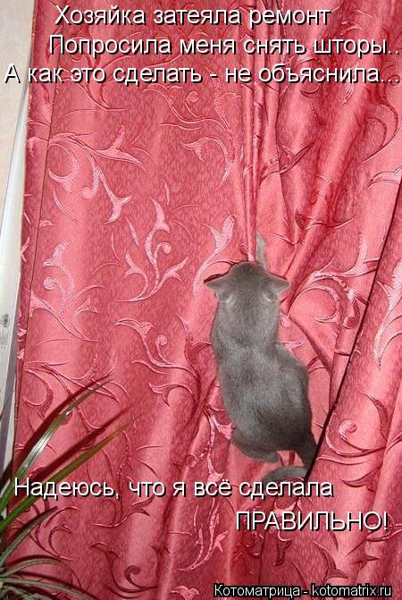Хозяйка затеяла ремонт Попросила меня снять шторы... А как это сделать - не объяснила... Надеюсь, что... Котоматрица: Хозяйка затеяла ремонт Попросила меня снять шторы... А как это сделать - не объяснила... Надеюсь, что я всё сделала ПРАВИЛЬНО!