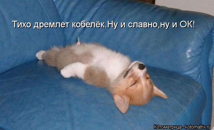 Тихо дремлет кобелёк.Ну и славно,ну и ОК!... Котоматрица: Тихо дремлет кобелёк.Ну и славно,ну и ОК!