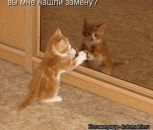 вы мне нашли замену?... Котоматрица: вы мне нашли замену?