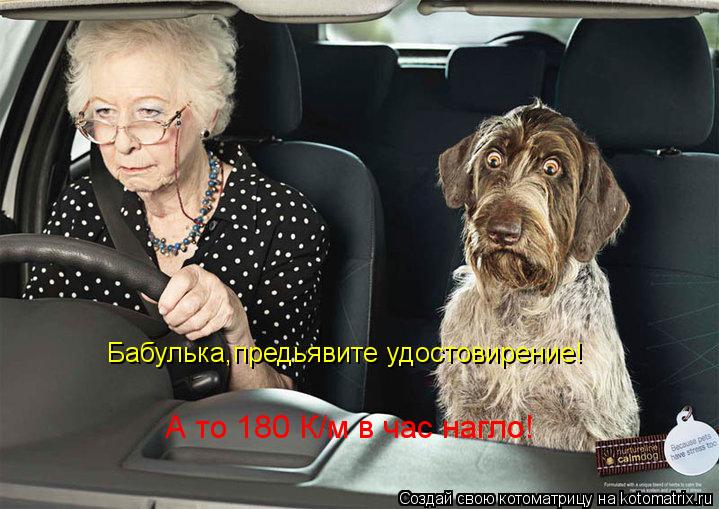 Бабулька,предьявите удостовирение! А то 180 К/м в час нагло!... Котоматрица: Бабулька,предьявите удостовирение! А то 180 К/м в час нагло!