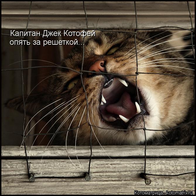 Капитан Джек Котофей опять за решеткой...... Котоматрица: Капитан Джек Котофей опять за решеткой...