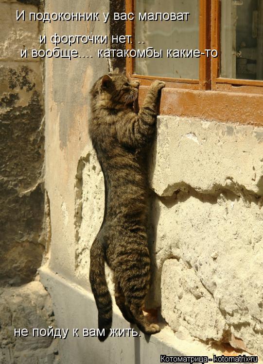 И подоконник у вас маловат и форточки нет. .. и вообще.... катакомбы какие-то не пойду к вам жить.... Котоматрица: И подоконник у вас маловат и форточки нет. .. и вообще.... катакомбы какие-то не пойду к вам жить.