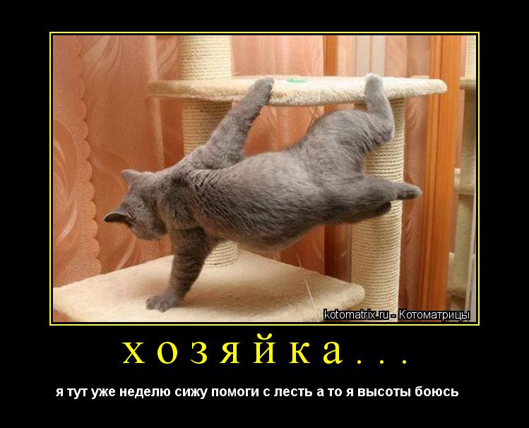 хозяйка... я тут уже неделю сижу помоги с лесть а то я высоты боюсь ... Котоматрица: хозяйка... я тут уже неделю сижу помоги с лесть а то я высоты боюсь