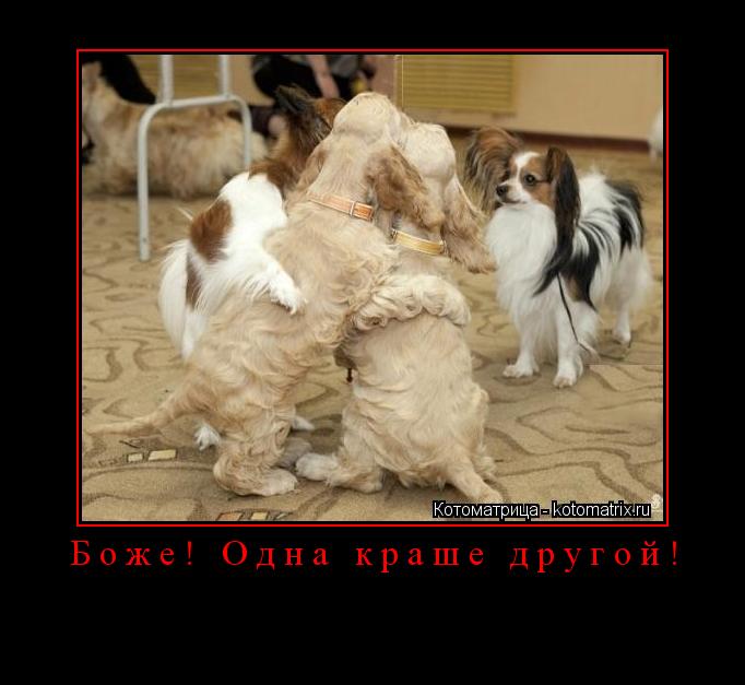 Боже! Одна краше другой! ... Котоматрица: Боже! Одна краше другой!