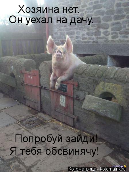 Хозяина нет. Он уехал на дачу. Попробуй зайди! Я тебя обсвинячу!... Котоматрица: Хозяина нет. Он уехал на дачу. Попробуй зайди! Я тебя обсвинячу!