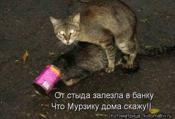 От стыда залезла в банку Что Мурзику дома скажу!!... Котоматрица: От стыда залезла в банку Что Мурзику дома скажу!!
