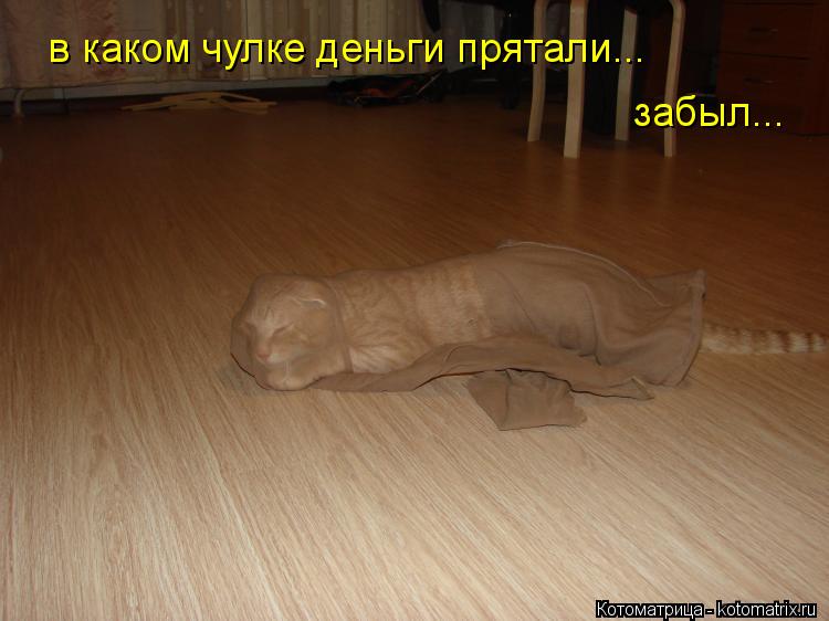 в каком чулке деньги прятали... забыл...... Котоматрица: в каком чулке деньги прятали... забыл...