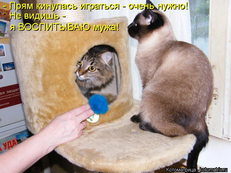 Котоматрица: - Прям кинулась играться - очень нужно! Не видишь - я ВОСПИТЫВАЮ мужа!