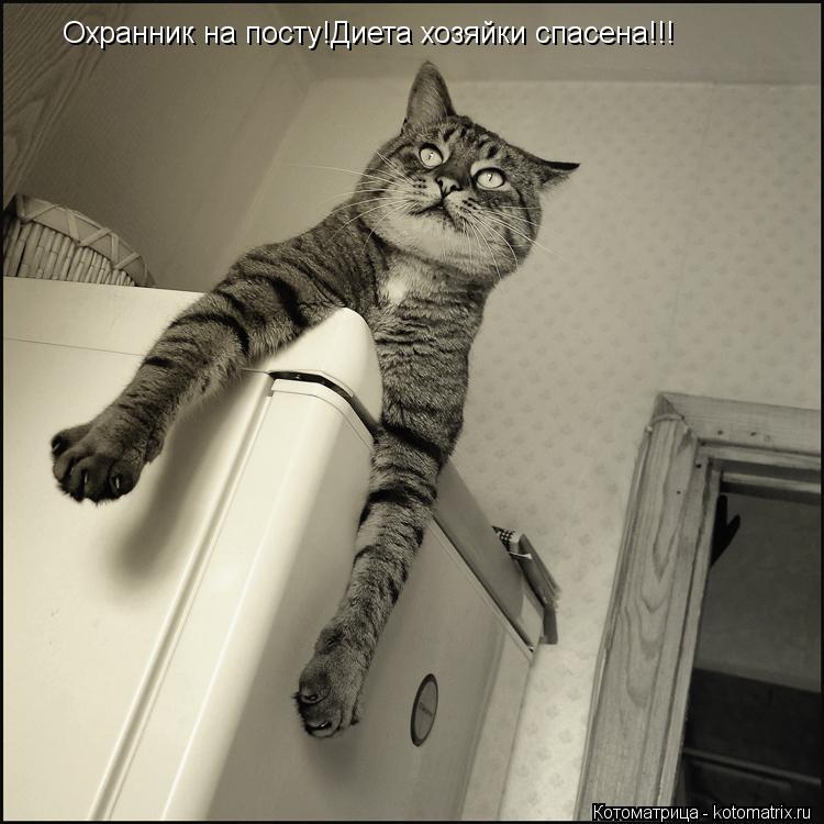 Охранник на посту!Диета хозяйки спасена!!!... Котоматрица: Охранник на посту!Диета хозяйки спасена!!!