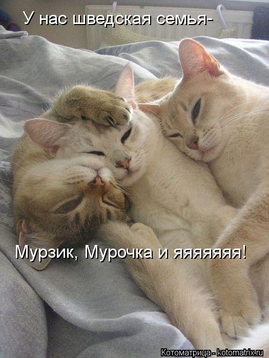 У нас шведская семья- Мурзик, Мурочка и яяяяяяя!... Котоматрица: У нас шведская семья- Мурзик, Мурочка и яяяяяяя!