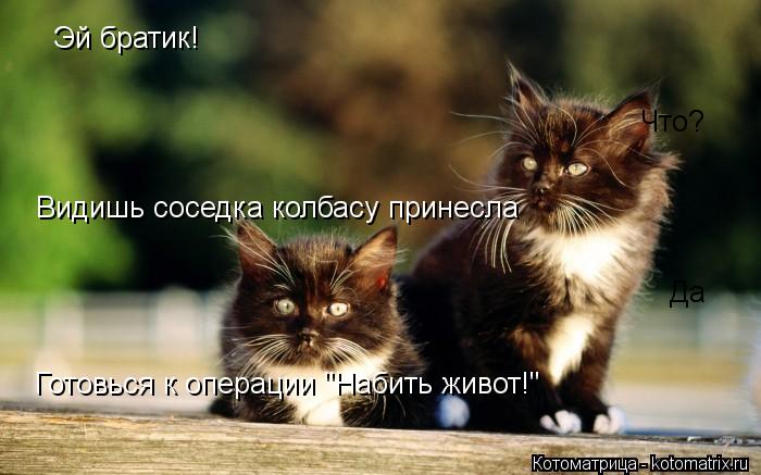 Котоматрица: Эй братик! Что? Видишь соседка колбасу принесла Да Готовься к операции "Набить живот!"