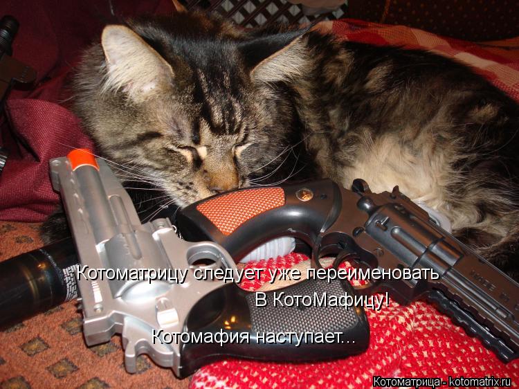 Котоматрица: Котоматрицу следует уже переименовать В КотоМафицу! Котомафия наступает...