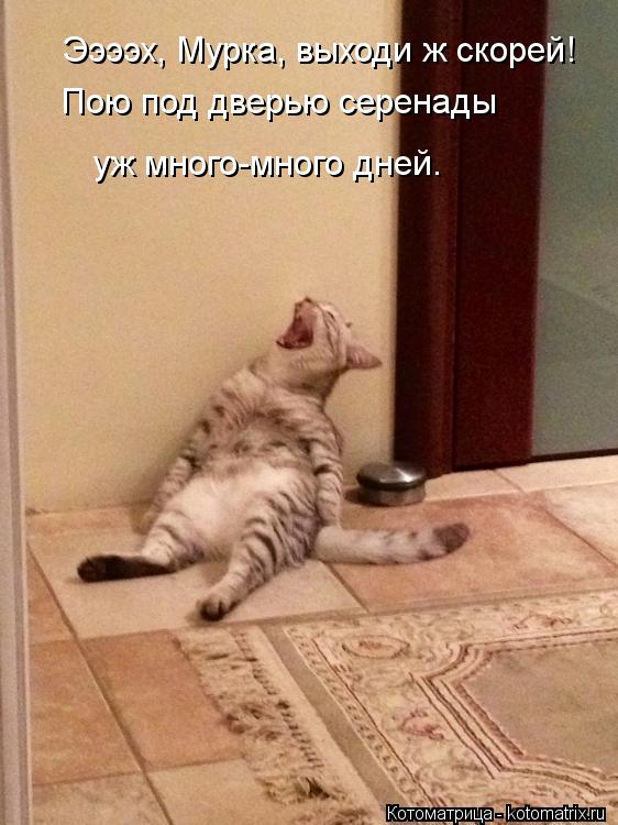 Ээээх, Мурка, выходи ж скорей! Пою под дверью серенады уж много-много дней.... Котоматрица: Ээээх, Мурка, выходи ж скорей! Пою под дверью серенады уж много-много дней.