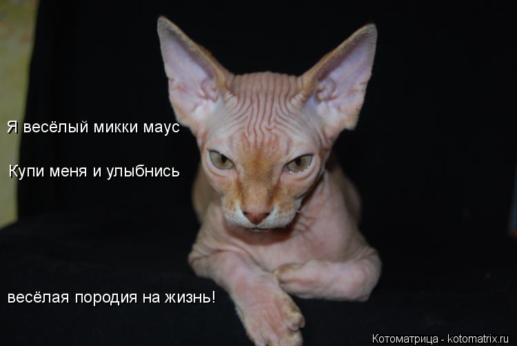 Я весёлый микки маус весёлая породия на жизнь! Купи меня и улыбнись... Котоматрица: Я весёлый микки маус весёлая породия на жизнь! Купи меня и улыбнись
