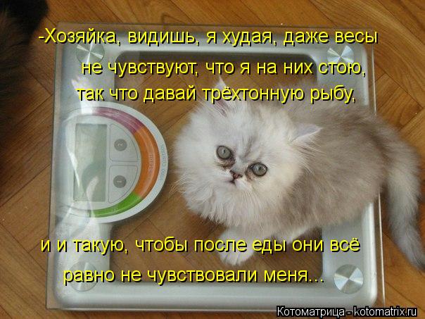-Хозяйка, видишь, я худая, даже весы не чувствуют, что я на них стою, так что давай трёхтонную рыбу,... Котоматрица: -Хозяйка, видишь, я худая, даже весы не чувствуют, что я на них стою, так что давай трёхтонную рыбу, и и такую, чтобы после еды они всё равно не