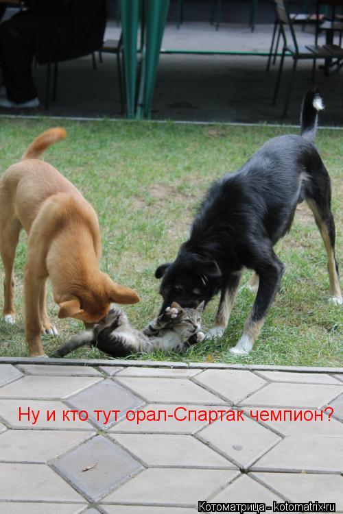 Ну и кто тут орал-Спартак чемпион?... Котоматрица: Ну и кто тут орал-Спартак чемпион?