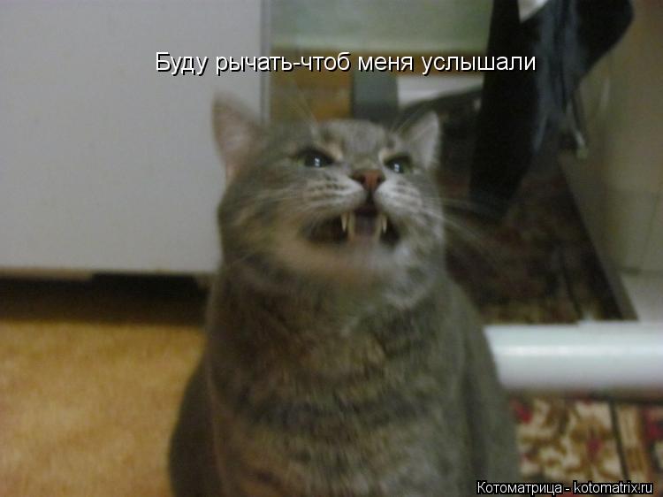 Буду рычать-чтоб меня услышали... Котоматрица: Буду рычать-чтоб меня услышали