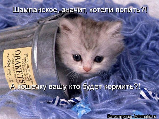 Шампанское, значит, хотели попить?! А кошечку вашу кто будет кормить?!... Котоматрица: Шампанское, значит, хотели попить?! А кошечку вашу кто будет кормить?!