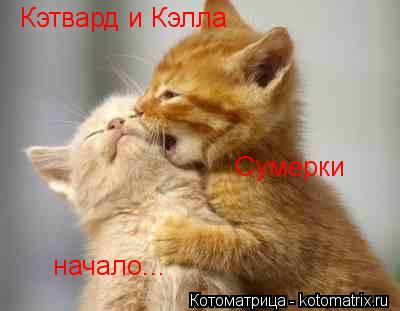 Кэтвард и Кэлла Сумерки начало...... Котоматрица: Кэтвард и Кэлла Сумерки начало...