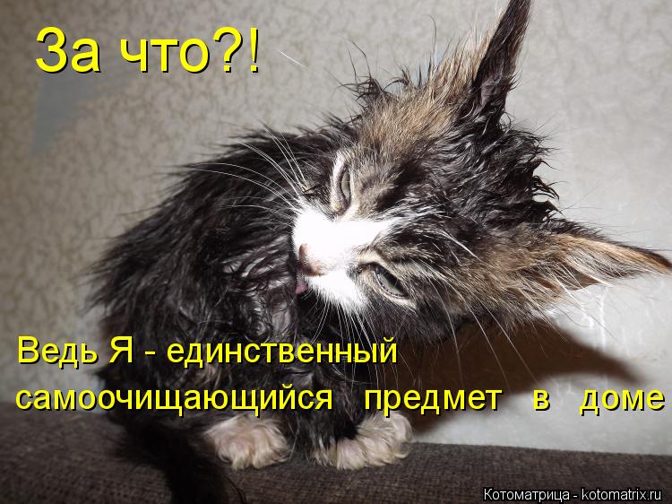 За что?! Ведь Я - единственный самоочищающийся предмет в доме... Котоматрица: За что?! Ведь Я - единственный самоочищающийся предмет в доме