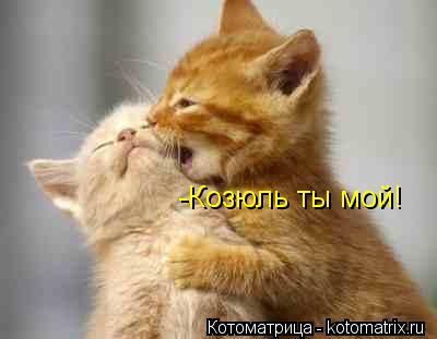 -Козюль ты мой!... Котоматрица: -Козюль ты мой!
