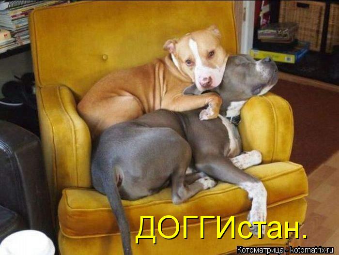 ДОГГИстан.... Котоматрица: ДОГГИстан.