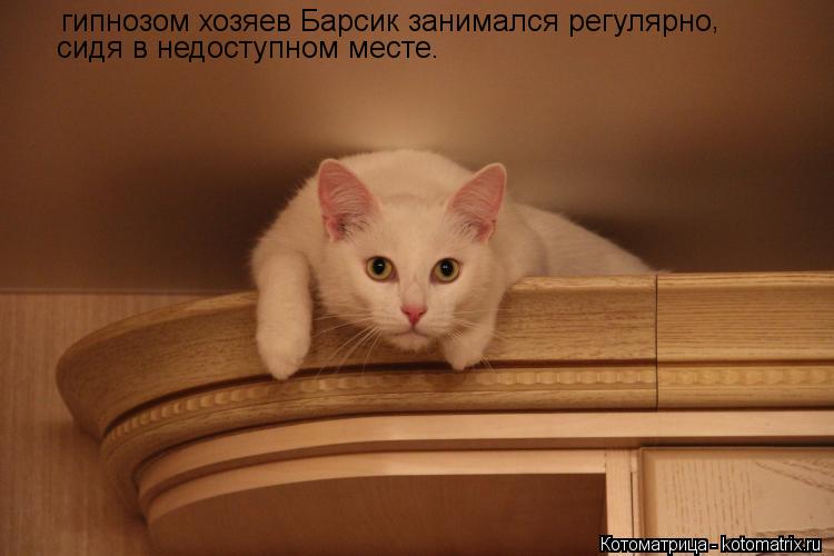 гипнозом хозяев Барсик занимался регулярно , сидя в недоступном месте.... Котоматрица: гипнозом хозяев Барсик занимался регулярно , сидя в недоступном месте.